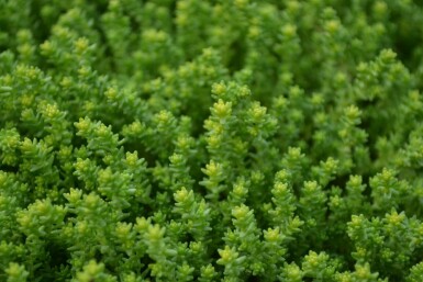 Orpin âcre Sedum acre 5-10 Pot 9x9 cm (P9)