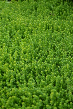 Orpin âcre Sedum acre 5-10 Pot 9x9 cm (P9)