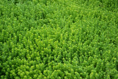 Orpin âcre Sedum acre 5-10 Pot 9x9 cm (P9) Sedum acre