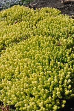 Sedum acre 'Yellow Queen'