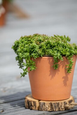Orpin blanc Sedum album 'Coral Carpet' 5-10 Pot 9x9 cm (P9) Sedum album 'Coral Carpet'
