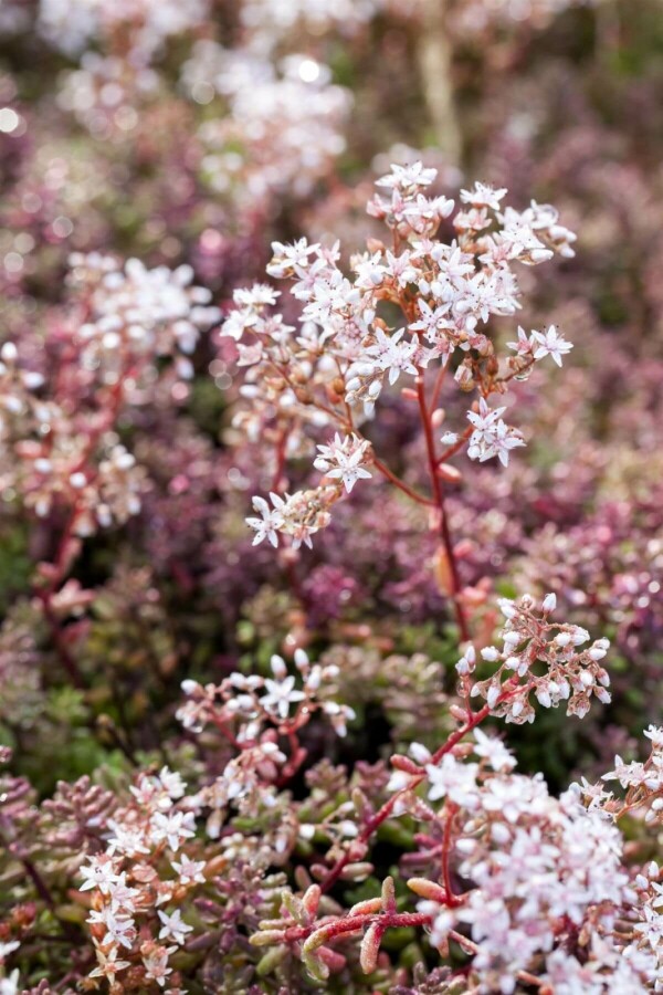 Orpin blanc Sedum album 'Coral Carpet' 5-10 Pot 9x9 cm (P9) Sedum album 'Coral Carpet'