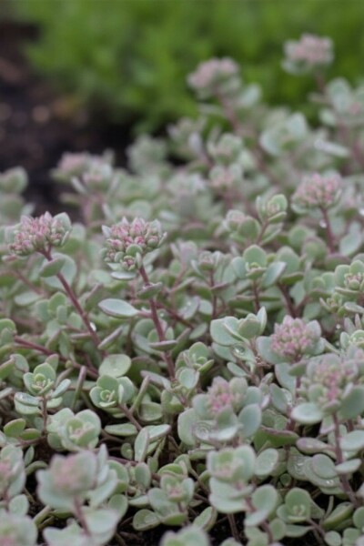 Orpin Sedum cauticola 'Lidakense' 5-10 Pot 9x9 cm (P9) Sedum cauticola 'Lidakense'