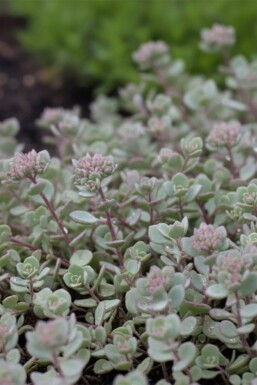 Orpin Sedum cauticola 'Lidakense' 5-10 Pot 9x9 cm (P9) Sedum cauticola 'Lidakense'