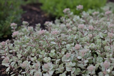 Orpin Sedum cauticola 'Lidakense' 5-10 Pot 9x9 cm (P9) Sedum cauticola 'Lidakense'