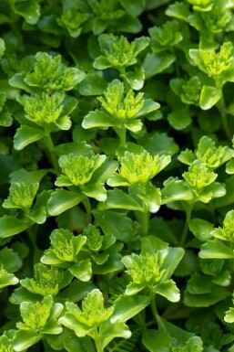 Orpin Sedum floriferum 5-10 Pot 9x9 cm (P9) Sedum floriferum