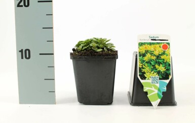 Orpin Sedum floriferum 5-10 Pot 9x9 cm (P9)