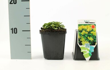 Orpin Sedum floriferum 5-10 Pot 9x9 cm (P9) Sedum floriferum