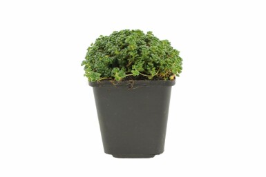 Orpin d'Orégon Sedum oreganum 5-10 Pot 9x9 cm (P9)