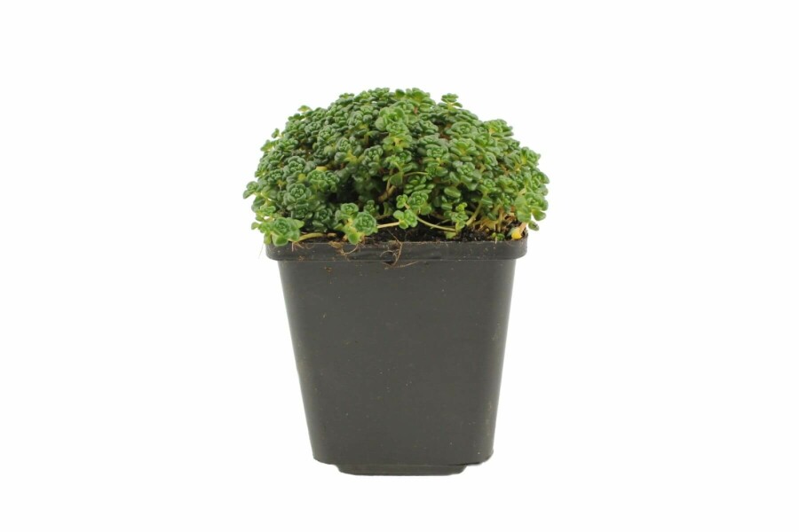 Orpin d'Orégon Sedum oreganum 5-10 Pot 9x9 cm (P9) Sedum oreganum