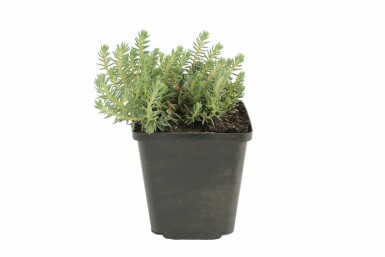 Orpin réfléchi Sedum reflexum 5-10 Pot 9x9 cm (P9)