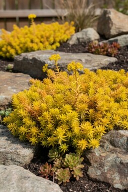 Orpin réfléchi Sedum reflexum 'Aurea' 5-10 Pot 9x9 cm (P9) Sedum reflexum 'Aurea'