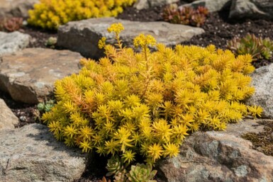 Orpin réfléchi Sedum reflexum 'Aurea' 5-10 Pot 9x9 cm (P9) Sedum reflexum 'Aurea'