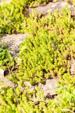 Orpin à six angles Sedum sexangulare 5-10 Pot 9x9 cm (P9) Sedum sexangulare
