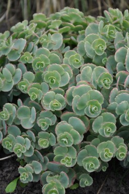 Hylotéléphium de Siebold Sedum sieboldii 5-10 Pot 9x9 cm (P9)