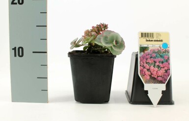 Hylotéléphium de Siebold Sedum sieboldii 5-10 Pot 9x9 cm (P9)
