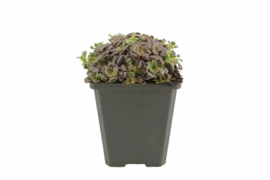 Orpin spatulé Sedum spathulifolium 'Purpureum' 5-10 Pot 9x9 cm (P9) Sedum spathulifolium 'Purpureum'