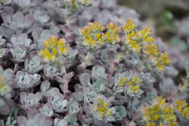 Orpin spatulé Sedum spathulifolium 'Purpureum' 5-10 Pot 9x9 cm (P9)