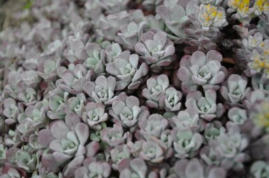 Orpin spatulé Sedum spathulifolium 'Purpureum' 5-10 Pot 9x9 cm (P9)