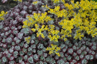 Orpin spatulé Sedum spathulifolium 'Purpureum' 5-10 Pot 9x9 cm (P9) Sedum spathulifolium 'Purpureum'