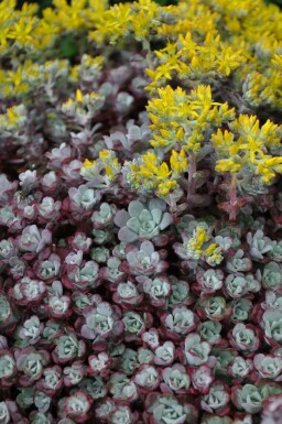 Orpin spatulé Sedum spathulifolium 'Purpureum' 5-10 Pot 9x9 cm (P9) Sedum spathulifolium 'Purpureum'