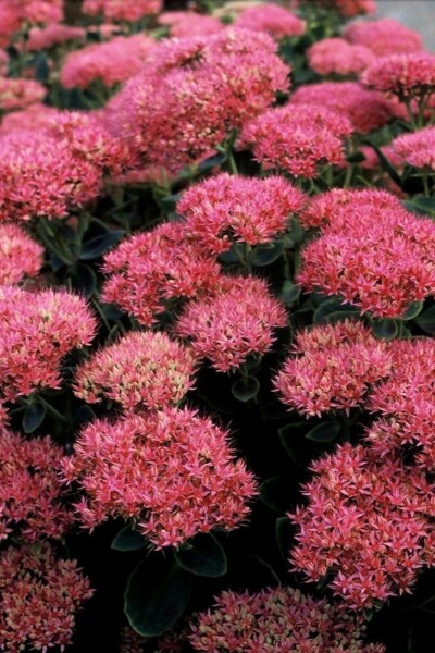 Hylotéléphium admirable Sedum spectabile 'Brilliant' 5-10 Pot 9x9 cm (P9) Sedum spectabile 'Brilliant'