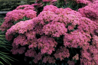 Hylotéléphium admirable Sedum spectabile 'Brilliant' 5-10 Pot 9x9 cm (P9) Sedum spectabile 'Brilliant'