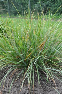 Sesleria heufleriana