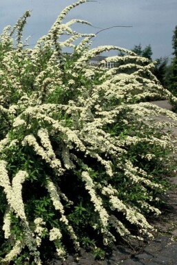 Spirée Spiraea × cinerea 'Grefsheim' Arbuste 30-40 Pot 2 l (C2)
