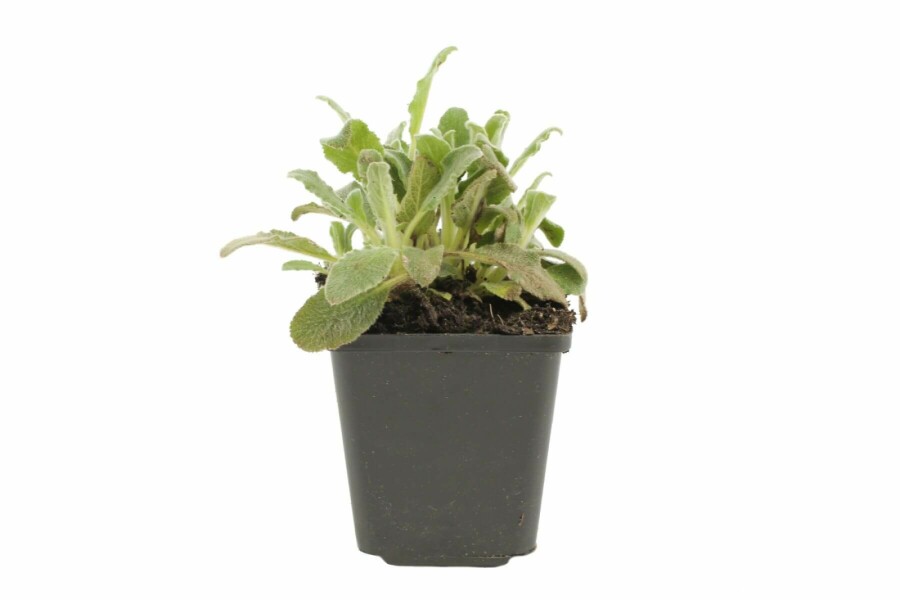 Épiaire de Byzance Stachys byzantina 5-10 Pot 9x9 cm (P9) Stachys byzantina