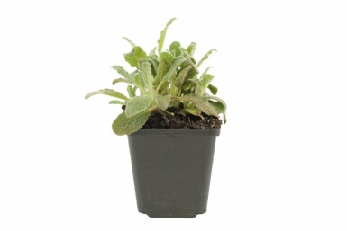 Épiaire de Byzance Stachys byzantina 5-10 Pot 9x9 cm (P9) Stachys byzantina