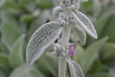 Épiaire de Byzance Stachys byzantina 5-10 Pot 9x9 cm (P9)