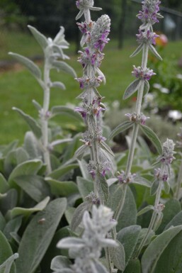 Épiaire de Byzance Stachys byzantina 5-10 Pot 9x9 cm (P9) Stachys byzantina