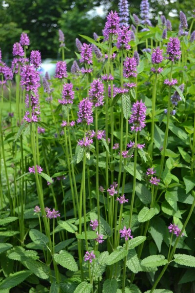 Bétoine officinale Stachys monieri 'Hummelo' 10-15 Pot 2 l (C2) Stachys monieri 'Hummelo'