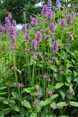 Bétoine officinale Stachys monieri 'Hummelo' 5-10 Pot 9x9 cm (P9)