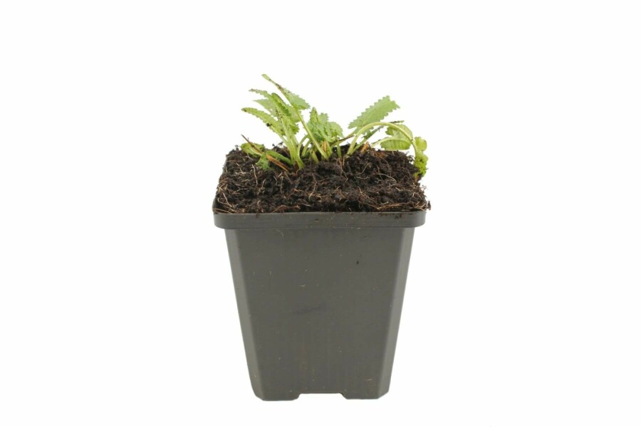 Bétoine officinale Stachys monieri 'Hummelo' 5-10 Pot 9x9 cm (P9) Stachys monieri 'Hummelo'