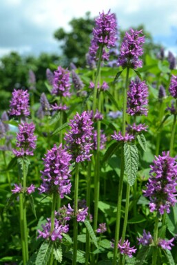 Bétoine officinale Stachys monieri 'Hummelo' 5-10 Pot 9x9 cm (P9)