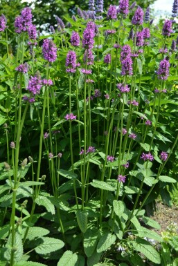 Bétoine officinale Stachys monieri 'Hummelo' 5-10 Pot 9x9 cm (P9) Stachys monieri 'Hummelo'