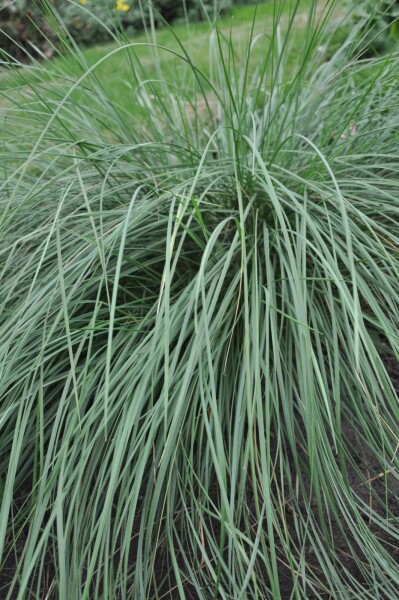 Celtica géante Stipa gigantea 5-10 Pot 9x9 cm (P9) Stipa gigantea