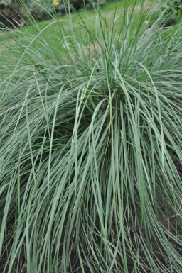 Celtica géante Stipa gigantea 5-10 Pot 9x9 cm (P9) Stipa gigantea