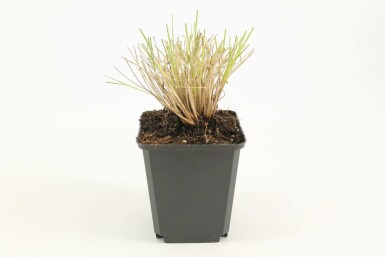 Celtica géante Stipa gigantea 5-10 Pot 9x9 cm (P9) Stipa gigantea
