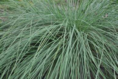 Celtica géante Stipa gigantea 5-10 Pot 9x9 cm (P9) Stipa gigantea