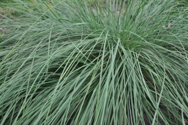 Celtica géante Stipa gigantea 5-10 Pot 9x9 cm (P9)