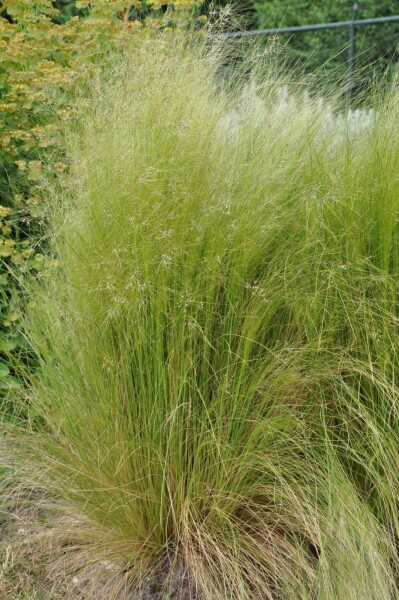 Nasselle très ténue Stipa tenuissima 5-10 Pot 9x9 cm (P9) Stipa tenuissima