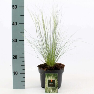 Nasselle très ténue Stipa tenuissima 'Ponytails' 10-15 Pot 2 l (C2) Stipa tenuissima 'Ponytails'