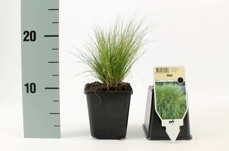 Nasselle très ténue Stipa tenuissima 'Ponytails' 5-10 Pot 9x9 cm (P9) Stipa tenuissima 'Ponytails'