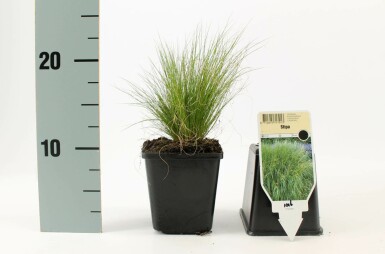 Nasselle très ténue Stipa tenuissima 'Ponytails' 5-10 Pot 9x9 cm (P9) Stipa tenuissima 'Ponytails'