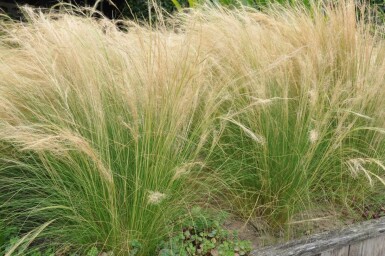 Nasselle très ténue Stipa tenuissima 'Ponytails' 5-10 Pot 9x9 cm (P9) Stipa tenuissima 'Ponytails'