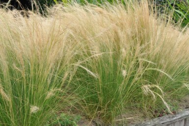 Nasselle très ténue Stipa tenuissima 'Ponytails' 5-10 Pot 9x9 cm (P9) Stipa tenuissima 'Ponytails'