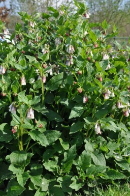 Consoude à grandes fleurs Symphytum grandiflorum 5-10 Pot 9x9 cm (P9)